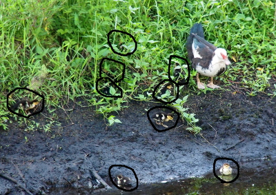[In this image black circles are around all the ducklings so the ones hidden in the grass are identified.]